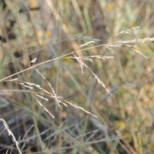 Poa sieberiana at Lake Burley Griffin West - 9 Mar 2016