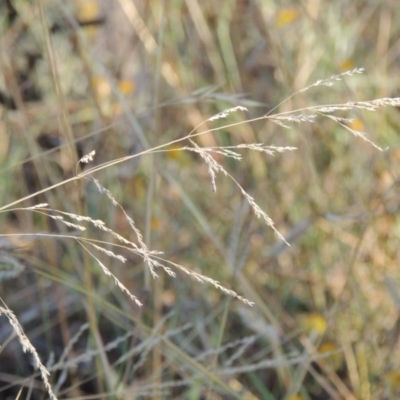 Poa sieberiana (Poa Tussock) at Blue Gum Point to Attunga Bay - 9 Mar 2016 by michaelb