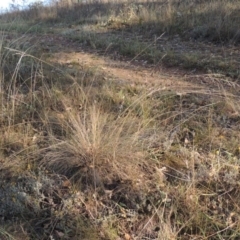 Poa sieberiana at Lake Burley Griffin West - 9 Mar 2016 06:46 PM