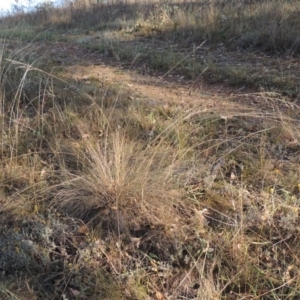 Poa sieberiana at Lake Burley Griffin West - 9 Mar 2016