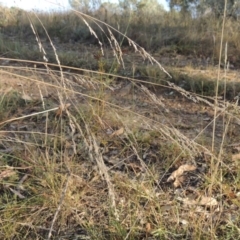 Poa sieberiana at Lake Burley Griffin West - 9 Mar 2016