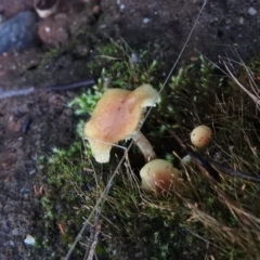 Hypholoma fasciculare (Hypholoma fasciculare) at Tidbinbilla Nature Reserve - 24 Jun 2016 by RyuCallaway