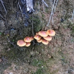 zz agaric (stem; gills not white/cream) at Tidbinbilla Nature Reserve - 24 Jun 2016 by RyuCallaway