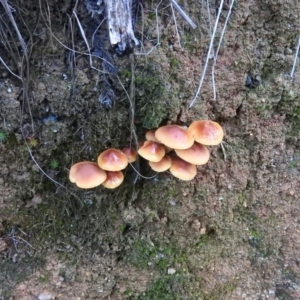 zz agaric (stem; gills not white/cream) at Paddys River, ACT - 25 Jun 2016