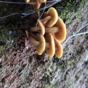 zz agaric (stem; gills not white/cream) at Paddys River, ACT - 25 Jun 2016