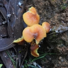 Hypholoma sp. (Hypholoma) at Tidbinbilla Nature Reserve - 25 Jun 2016 by RyuCallaway