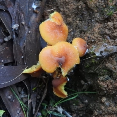 Hypholoma sp. (Hypholoma) at Paddys River, ACT - 25 Jun 2016 by ArcherCallaway