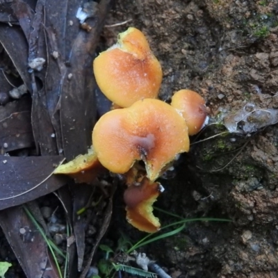 Hypholoma sp. (Hypholoma) at Paddys River, ACT - 25 Jun 2016 by RyuCallaway