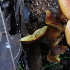 Hypholoma sp. at Paddys River, ACT - 25 Jun 2016 10:19 AM