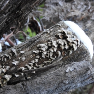 Stereum sp. at Paddys River, ACT - 25 Jun 2016