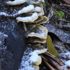 Trametes sp. at Paddys River, ACT - 25 Jun 2016 by ArcherCallaway