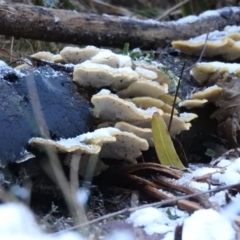 Trametes sp. at Paddys River, ACT - 25 Jun 2016