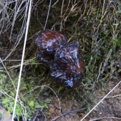 Unidentified at Tidbinbilla Nature Reserve - 25 Jun 2016 by ArcherCallaway