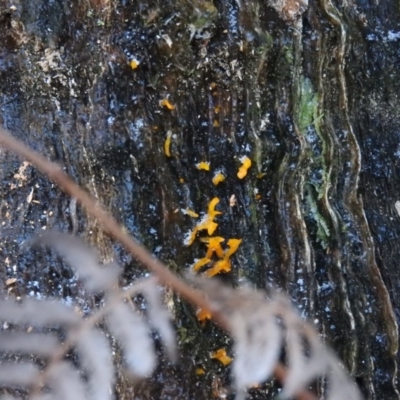 Unidentified at Tidbinbilla Nature Reserve - 25 Jun 2016 by ArcherCallaway