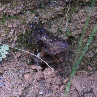 Unidentified at Tidbinbilla Nature Reserve - 25 Jun 2016 by ArcherCallaway