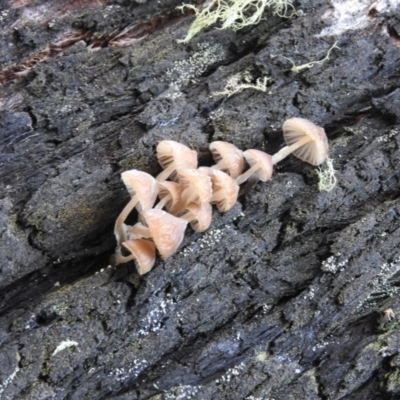 Mycena sp. (genus) (Mycena) at Paddys River, ACT - 25 Jun 2016 by ArcherCallaway