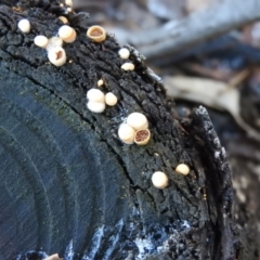 Nidula sp. (A bird's nest fungus) at Paddys River, ACT - 25 Jun 2016 by RyuCallaway