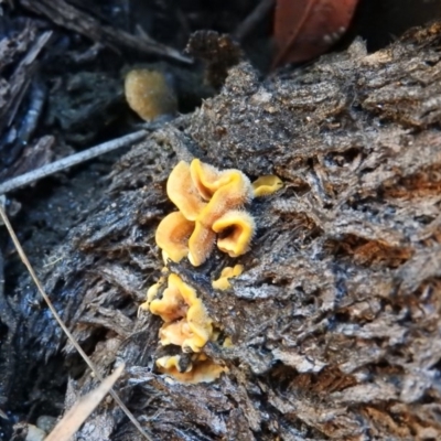 Stereum sp. at Tidbinbilla Nature Reserve - 25 Jun 2016 by RyuCallaway