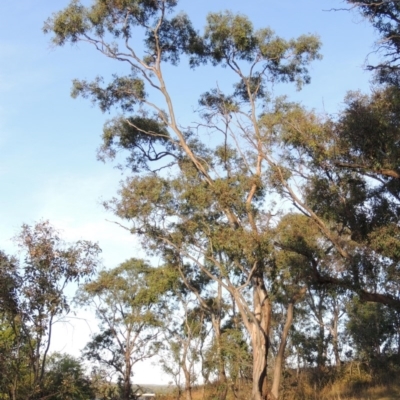 Eucalyptus blakelyi (Blakely's Red Gum) at Blue Gum Point to Attunga Bay - 9 Mar 2016 by michaelb