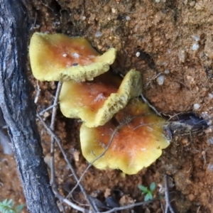 Hypholoma fasciculare at Paddys River, ACT - 25 Jun 2016