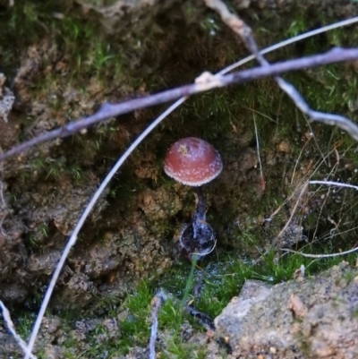 Unverified at Tidbinbilla Nature Reserve - 25 Jun 2016 by ArcherCallaway
