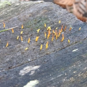 Calocera sp. at Paddys River, ACT - 25 Jun 2016