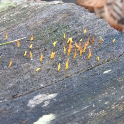 Calocera sp. (A stagshorn fungus) at Tidbinbilla Nature Reserve - 25 Jun 2016 by RyuCallaway