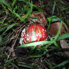 Amanita muscaria (Fly Agaric) at Fadden Hills Pond - 25 Jun 2016 by RyuCallaway