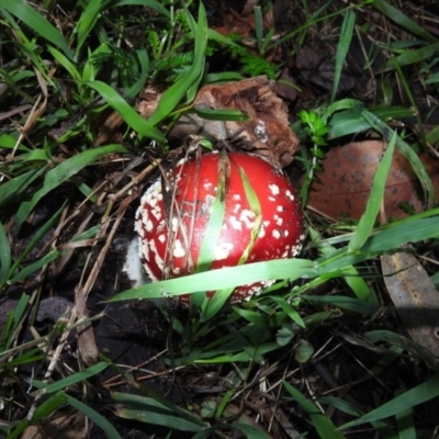 Amanita muscaria (Fly Agaric) at Fadden, ACT - 25 Jun 2016 by RyuCallaway