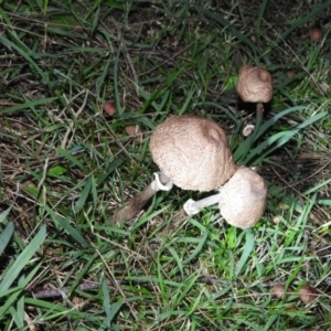 Chlorophyllum/Macrolepiota sp. (genus) at Fadden, ACT - 25 Jun 2016