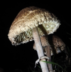 Chlorophyllum/Macrolepiota sp. (genus) at Fadden, ACT - 25 Jun 2016