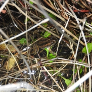 Crinia signifera at Wanniassa Hill - 25 Jun 2016 07:35 PM