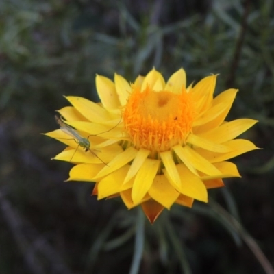 Xerochrysum viscosum (Sticky Everlasting) at Lake Burley Griffin West - 9 Mar 2016 by michaelb