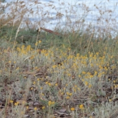 Chrysocephalum apiculatum (Common Everlasting) at Blue Gum Point to Attunga Bay - 9 Mar 2016 by michaelb