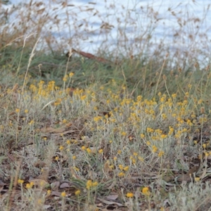 Chrysocephalum apiculatum at Lake Burley Griffin West - 9 Mar 2016