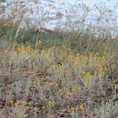 Chrysocephalum apiculatum (Common Everlasting) at Blue Gum Point to Attunga Bay - 9 Mar 2016 by michaelb