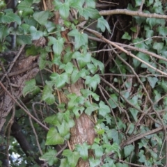 Hedera sp. (helix or hibernica) (Ivy) at Blue Gum Point to Attunga Bay - 9 Mar 2016 by MichaelBedingfield