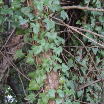 Hedera helix (Ivy) at Yarralumla, ACT - 9 Mar 2016 by michaelb