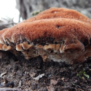 Postia pelliculosa at Aranda, ACT - 4 Jul 2016