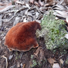 Postia pelliculosa at Aranda, ACT - 4 Jul 2016 04:00 PM