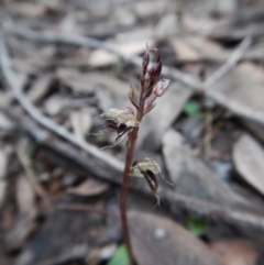 Acianthus collinus (Inland Mosquito Orchid) at Aranda Bushland - 4 Jul 2016 by CathB