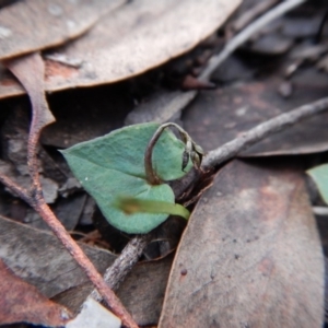 Acianthus collinus at Aranda, ACT - 4 Jul 2016