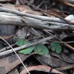 Acianthus collinus at Aranda, ACT - 4 Jul 2016