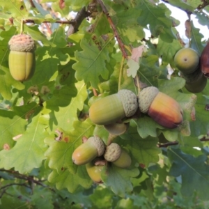 Quercus robur at Yarralumla, ACT - 9 Mar 2016