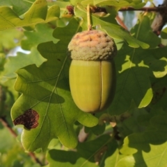 Quercus robur at Yarralumla, ACT - 9 Mar 2016