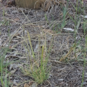 Chloris truncata at Yarralumla, ACT - 9 Mar 2016