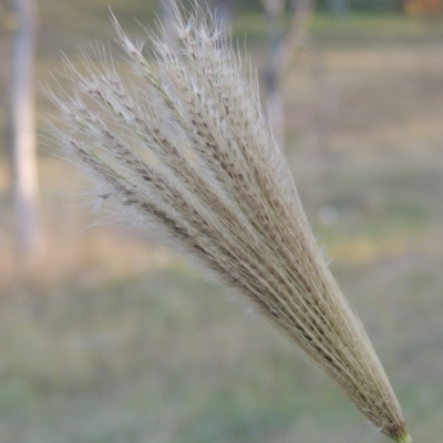 Chloris virgata (Feathertop Rhodes Grass) at Lake Burley Griffin West - 9 Mar 2016 by michaelb