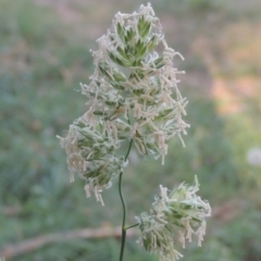 Dactylis glomerata (Cocksfoot) at Blue Gum Point to Attunga Bay - 9 Mar 2016 by michaelb