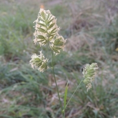 Dactylis glomerata at Lake Burley Griffin West - 9 Mar 2016