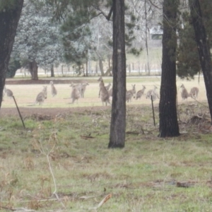 Macropus giganteus at Watson, ACT - 6 Jul 2016